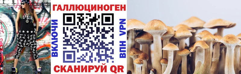 Галлюциногенные грибы Psilocybine cubensis  mega как войти  Североморск 