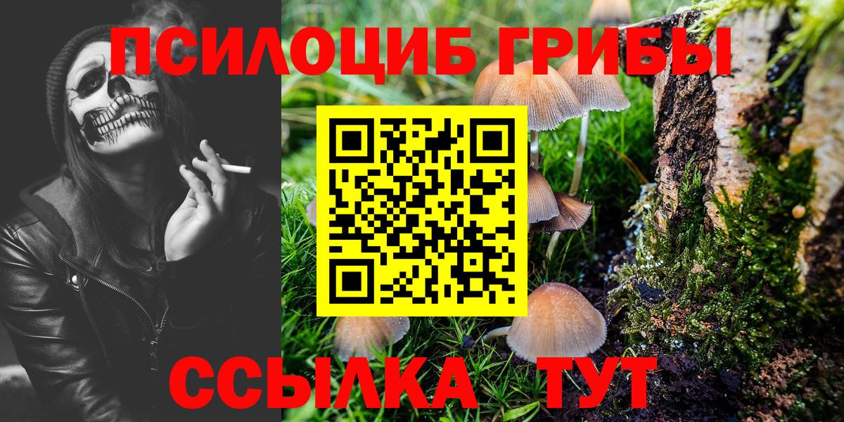 Псилоцибиновые грибы Psilocybe Североморск