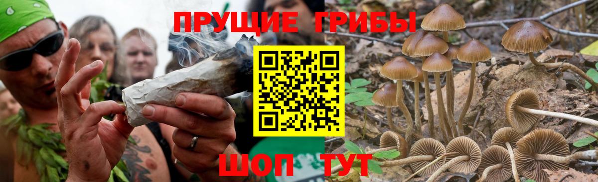 Галлюциногенные грибы GOLDEN TEACHER  Североморск  Галлюциногенные грибы Cubensis 